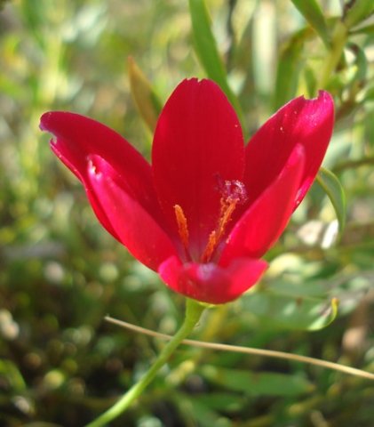 Geissorhiza erosa anthers orange